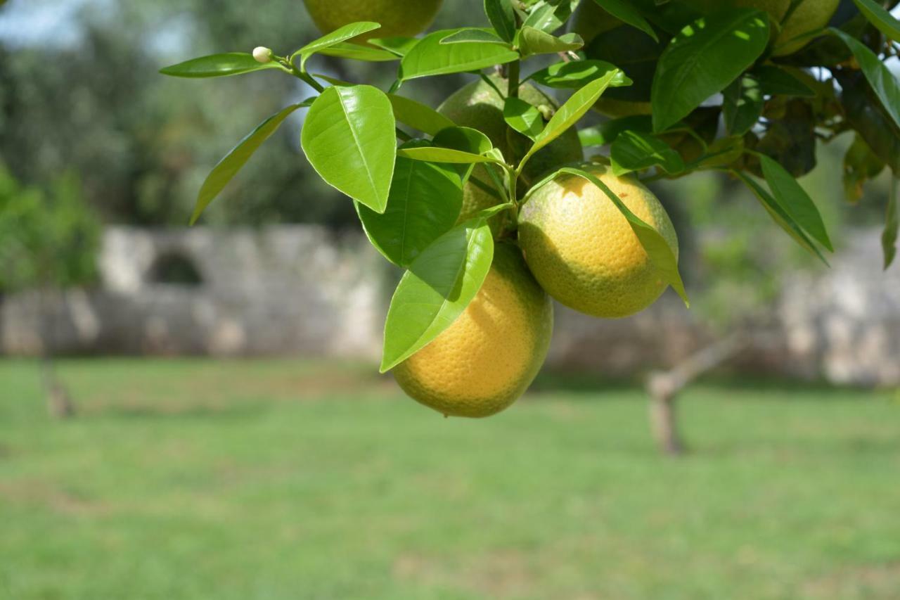Hotel Puglia Garden Βιέστε Εξωτερικό φωτογραφία